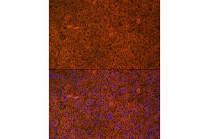 Immunofluorescence analysis of mouse liver cells using PAH Rabbit mAb (ABIN7269264) at dilution of 1:25 (40x lens). (Phenylalanine Hydroxylase antibody)