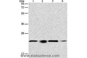 Western blot analysis of 293T, hela, PC3 and NIH/3T3 cell, using PRDX2 Polyclonal Antibody at dilution of 1:750 (Peroxiredoxin 2 antibody)