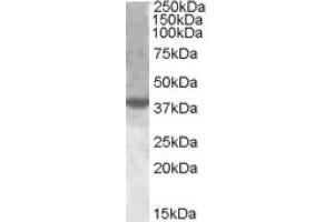 Image no. 2 for anti-X-Box Binding Protein 1 (XBP1) (Internal Region) antibody (ABIN374982)