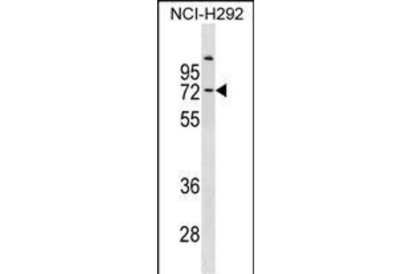 COL9A3 antibody  (AA 501-528)