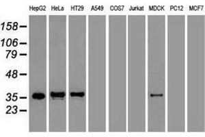 Western blot analysis of extracts (35 µg) from 9 different cell lines by using anti-CDX2 monoclonal antibody. (CDX2 antibody  (AA 1-313))