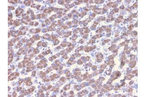 Formalin-fixed, paraffin-embedded human Liver stained with Prohibitin Mouse Monoclonal Antibody (PHB/3228). (Prohibitin antibody  (AA 167-261))