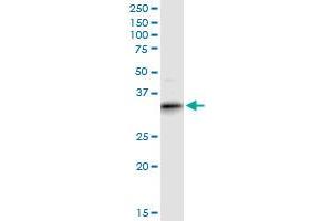 ART4 MaxPab polyclonal antibody. (ART4 antibody  (AA 1-314))