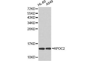 Western blot analysis of extracts of various cell lines, using APOC2 antibody. (Apolipoprotein C-II antibody  (AA 1-101))