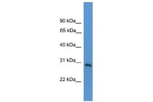 WB Suggested Anti-TNFRSF4  Antibody Titration: 0. (TNFRSF4 antibody  (Middle Region))