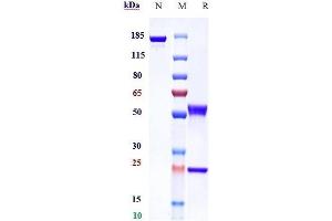 Anti-PDGFRA / CD140a Reference Antibody (olaratumab) on SDS-PAGE under reducing (R) condition. (Recombinant PDGFRA (Olaratumab Biosimilar) antibody)