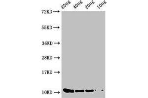 Western Blot Positive WB detected in Recombinant protein All lanes: prgJ antibody at 2 μg/mL Secondary Goat polyclonal to rabbit IgG at 1/50000 dilution Predicted band size: 11 kDa Observed band size: 11 kDa (PrgJ (AA 1-101) antibody)