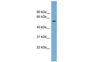 IFI44 antibody used at 1 ug/ml to detect target protein.