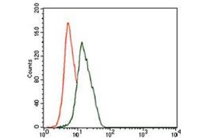 Image no. 2 for anti-Enolase 2 (Gamma, Neuronal) (ENO2) antibody (ABIN1491284) (ENO2/NSE antibody)