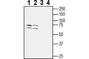 1-2. (TMEM108 antibody  (Extracellular Loop))