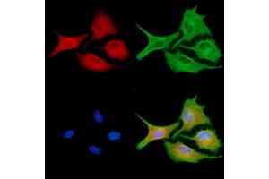 ABIN6256861 and ABIN6273953 staining  cells by IF/ICC. (NPY4R antibody  (N-Term))