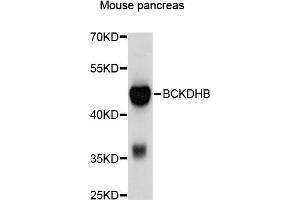 Western blot analysis of extracts of mouse pancreas, using BCKDHB antibody (ABIN4903026) at 1:1000 dilution. (BCKDHB antibody)