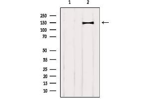 Western blot analysis of extracts from Mouse brain, using CNTNAP4 Antibody. (CNTNAP4 antibody  (C-Term))