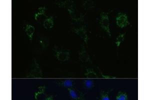 Immunofluorescence analysis of C6 cells using STX1A Polyclonal Antibody at dilution of 1:100 (40x lens). (STX1A antibody)