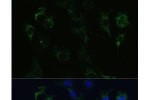 Immunofluorescence analysis of C6 cells using STX1A Polyclonal Antibody at dilution of 1:100 (40x lens). (STX1A antibody)