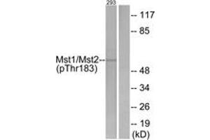 Western blot analysis of extracts from 293 cells treated with H2O2 100uM 15', using Mst1/2 (Phospho-Thr183) Antibody. (MST1/MST2 (AA 149-198), (pThr183) antibody)