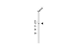 Anti-KNG1 Antibody (N-term) at 1:1000 dilution + Ramos whole cell lysate Lysates/proteins at 20 μg per lane. (KNG1 antibody  (N-Term))