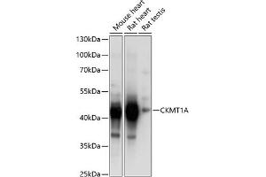 Western blot analysis of extracts of various cell lines, using CKMT1A Antibody  at 1:1000 dilution. (CKMT1A antibody  (AA 258-417))