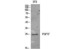 Western Blotting (WB) image for anti-Fibroblast Growth Factor 17 (FGF17) (Internal Region) antibody (ABIN3178900) (FGF17 antibody  (Internal Region))