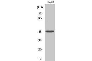 Western Blotting (WB) image for anti-Endothelin Receptor Type A (EDNRA) (C-Term) antibody (ABIN3184560) (Endothelin-1 Receptor antibody  (C-Term))