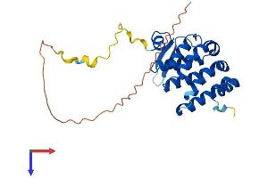 PARK2 Co-Regulated-Like (PACRGL) (AA 1-248) protein (His tag)