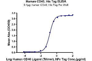 Immobilized Human CD40, His Tag at 1 μg/mL (100 μL/Well) on the plate. (CD40 Protein (CD40) (AA 21-193) (His tag))