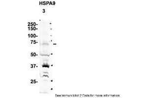 Sample Type: 3. (HSPA9 antibody  (C-Term))