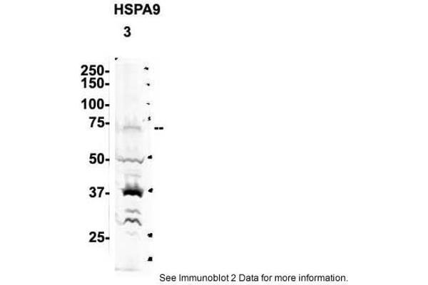 HSPA9 anticorps  (C-Term)