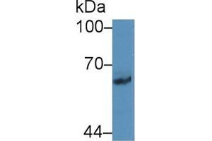 Western blot analysis of Rat Cerebrum lysate, using Human PCDHb2 Antibody (2 µg/ml) and HRP-conjugated Goat Anti-Rabbit antibody (
