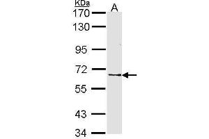 WB Image Sample (30 ug of whole cell lysate) A: H1299 7. (FZD10 antibody  (N-Term))