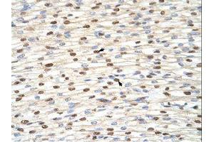 Image no. 1 for anti-Interleukin enhancer-binding factor 3 (ILF3) (AA 41-90) antibody (ABIN6736203) (Interleukin enhancer-binding factor 3 (ILF3) (AA 41-90) antibody)