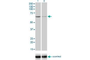 Western Blotting (WB) image for anti-ADP-Dependent Glucokinase (ADPGK) (AA 425-496) antibody (ABIN566495)
