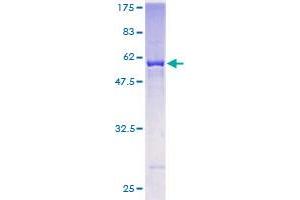 AKR7A3 Protein (AA 1-331) (GST tag)