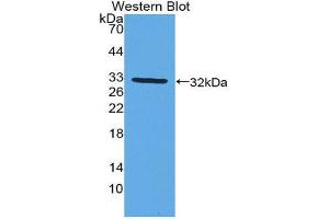 Western Blotting (WB) image for anti-Cytochrome P450, Family 27, Subfamily B, Polypeptide 1 (CYP27B1) (AA 256-508) antibody (ABIN1858592)