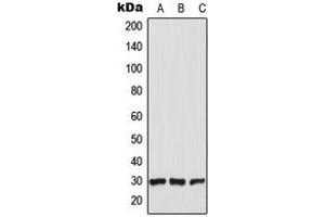 Western blot analysis of CT47 expression in HEK293T (A), Raw264. (CT47A5 antibody  (C-Term))