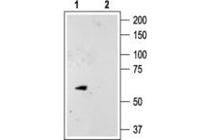 Western blot analysis of rat cerebellum lysate: - 1. (KCNK10 antibody  (C-Term, Intracellular))