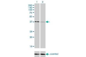 Western blot analysis of USF1 over-expressed 293 cell line, cotransfected with USF1 Validated Chimera RNAi (Lane 2) or non-transfected control (Lane 1).