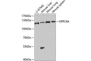 Western blot analysis of extracts of various cell lines using GPRC6A Polyclonal Antibody at dilution of 1:1000. (GPRC6A antibody)
