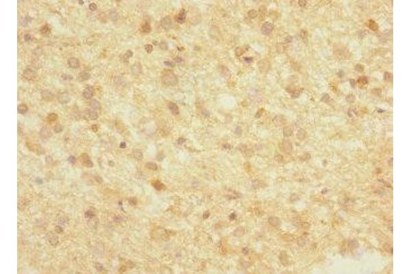 FBXO2 antibody  (AA 1-296)