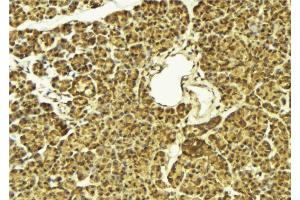ABIN6269304 at 1/100 staining Mouse pancreas tissue by IHC-P. (FOXO4 antibody  (Internal Region))
