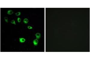 Immunofluorescence analysis of MCF7 cells, using VN1R4 Antibody. (VN1R4 antibody  (AA 88-137))