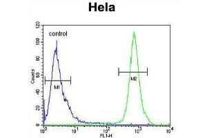 TRAPPC3 Antibody (N-term) flow cytometric analysis of Hela cells (right histogram) compared to a negative control cell (left histogram). (TRAPPC3 antibody  (N-Term))