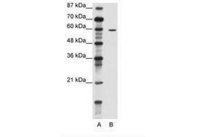 Image no. 1 for anti-Tripartite Motif Containing 62 (TRIM62) (N-Term) antibody (ABIN202619) (TRIM62 antibody  (N-Term))