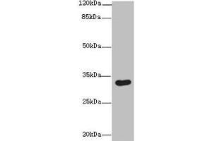 Western blot All lanes: ASB8 antibody at 1 μg/mL + Human placenta tissue Secondary Goat polyclonal to rabbit IgG at 1/10000 dilution Predicted band size: 32 kDa Observed band size: 32 kDa (ASB8 antibody  (AA 12-288))