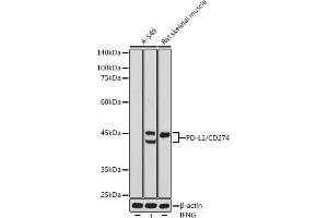 Western blot analysis of extracts of various cell lines, using PD-L1/CD274 antibody (ABIN6129976, ABIN6138153, ABIN6138154 and ABIN6215142) at 1:500 dilution. (PD-L1 antibody  (AA 19-238))