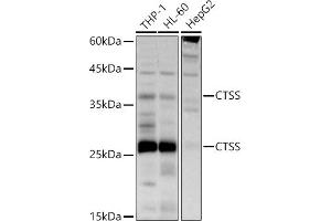 Western blot analysis of extracts of various cell lines, using CTSS antibody (ABIN3015658, ABIN3015659, ABIN3015660 and ABIN6219007) at 1:500 dilution. (Cathepsin S antibody  (AA 115-331))
