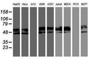 Image no. 4 for anti-Neuroplastin (NPTN) antibody (ABIN1499811)
