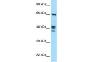 Image no. 1 for anti-Actin-Like 8 (ACTL8) (AA 194-243) antibody (ABIN6748107)