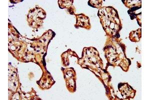 IHC image of ABIN7175834 diluted at 1:500 and staining in paraffin-embedded human placenta tissue performed on a Leica BondTM system. (WASF2 antibody  (AA 243-317))