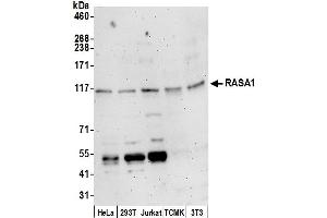 anti-RAS P21 Protein Activator (GTPase Activating Protein) 1 (RASA1) (AA 625-675) antibody